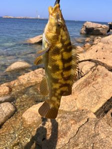 Ballan Wrasse