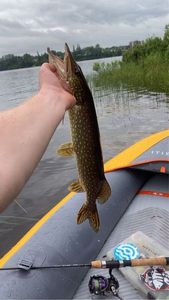 Northern Pike