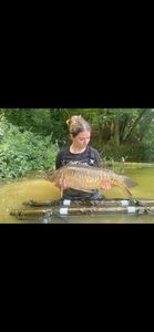 Mirror Carp