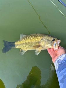 Largemouth Bass