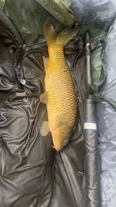 Common Carp