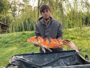 Koï Fish