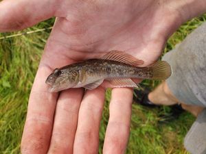 Round Goby