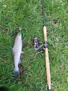 Rainbow Trout