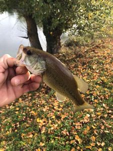 Largemouth Bass