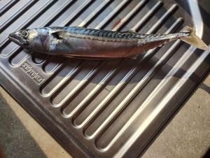 Mackerel