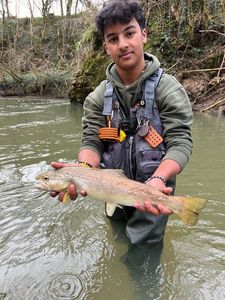 Brown Trout