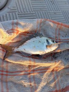 Gilthead Seabream