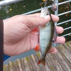 European Perch