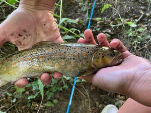 Brown Trout