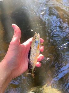 Brown Trout