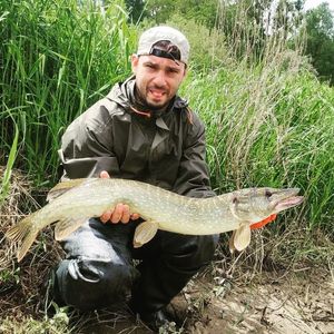 Northern Pike