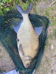 Common Bream