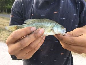 Smallmouth Bass