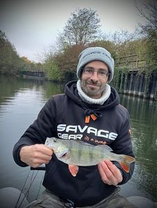 European Perch