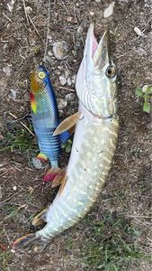 Northern Pike
