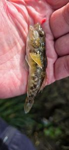 Round Goby
