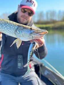 Northern Pike