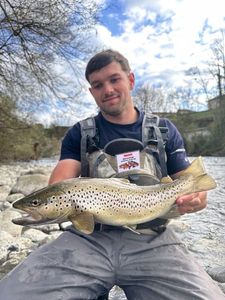 Brown Trout
