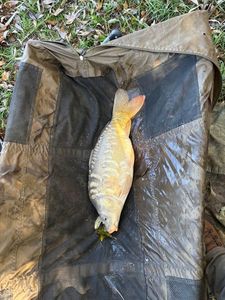 Mirror Carp