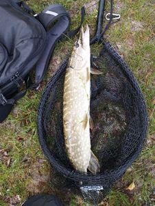 Northern Pike