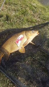 Common Carp