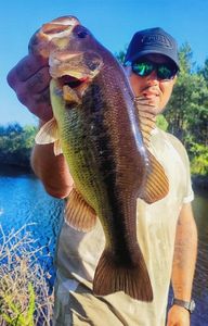 Largemouth Bass