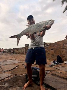 Tarpon