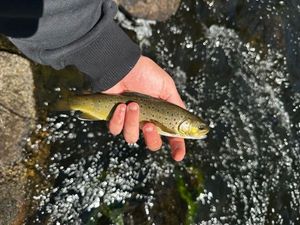 Brown Trout