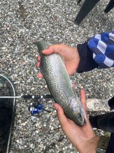 Rainbow Trout