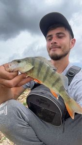 European Perch