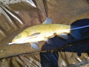 Tench