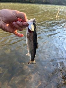 Cutthroat Trout