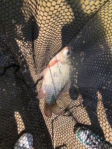 Crucian Carp
