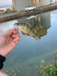 European Perch