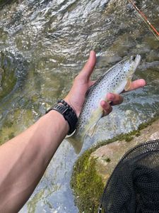 Brown Trout