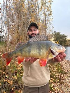 European Perch