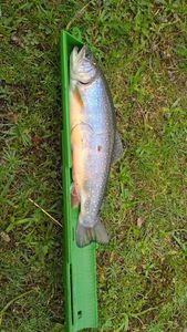 Brook Trout