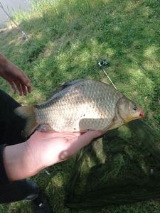 Crucian Carp
