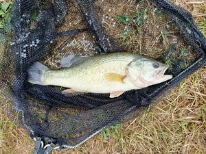 Largemouth Bass