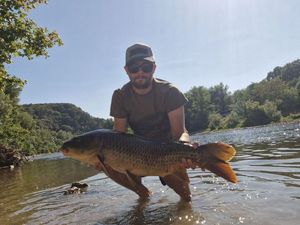 Common Carp