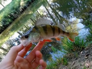 European Perch