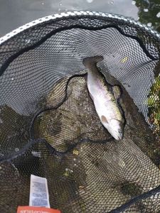 Rainbow Trout
