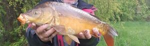 Mirror Carp