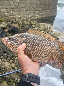 Ballan Wrasse