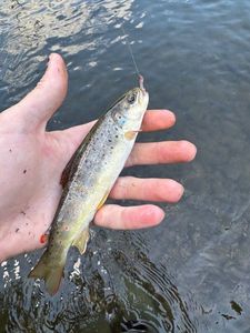 Brown Trout