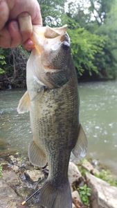 Largemouth Bass