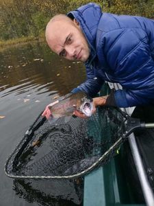 Rainbow Trout