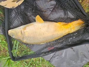 Leather Carp