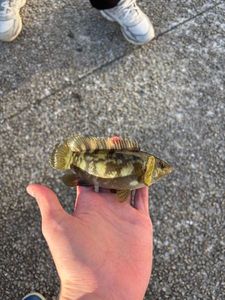 Ballan Wrasse